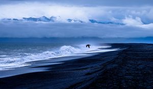 Превью обои птица, море, полет, прибой