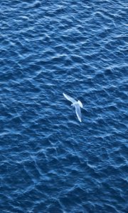 Превью обои птица, море, полет, рябь