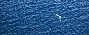 Превью обои птица, море, полет, рябь