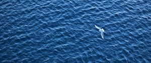 Превью обои птица, море, полет, рябь