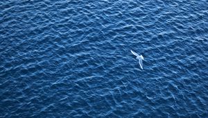 Превью обои птица, море, полет, рябь
