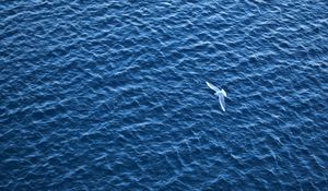 Превью обои птица, море, полет, рябь