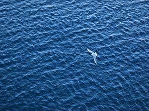 Превью обои птица, море, полет, рябь