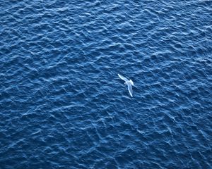 Превью обои птица, море, полет, рябь