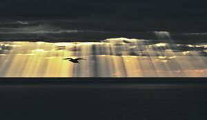 Превью обои птица, море, сумерки, небо, облака, солнечные лучи