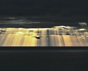Превью обои птица, море, сумерки, небо, облака, солнечные лучи