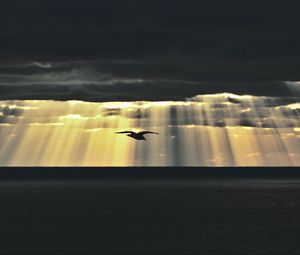 Превью обои птица, море, сумерки, небо, облака, солнечные лучи