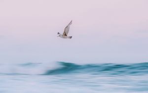 Превью обои птица, море, волны, вода, лететь