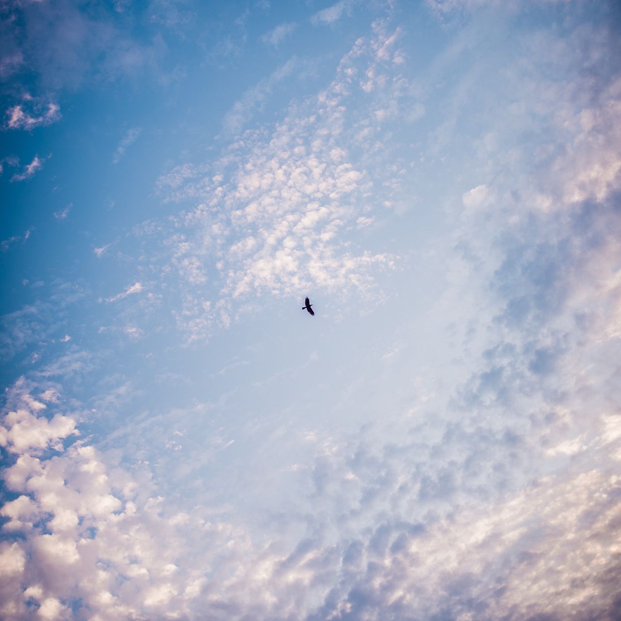 Птица В Небе Фото
