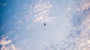 Превью обои птица, небо, минимализм