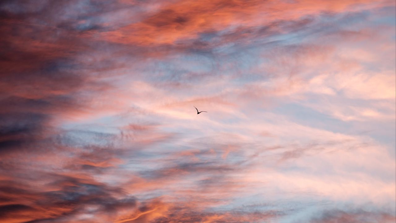 Обои птица, небо, облака, полет
