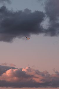 Превью обои птица, небо, полет, облака, крылья
