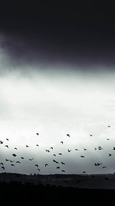 Превью обои птица, облака, дерево, чб, темный