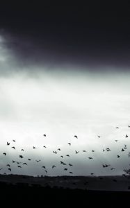 Превью обои птица, облака, дерево, чб, темный