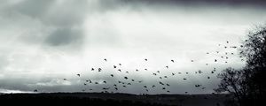 Превью обои птица, облака, дерево, чб, темный