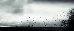 Превью обои птица, облака, дерево, чб, темный
