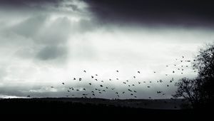 Превью обои птица, облака, дерево, чб, темный