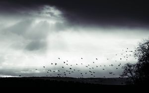 Превью обои птица, облака, дерево, чб, темный