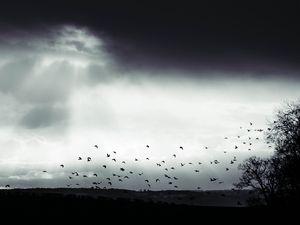 Превью обои птица, облака, дерево, чб, темный