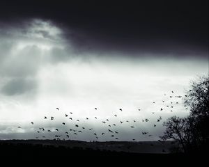 Превью обои птица, облака, дерево, чб, темный