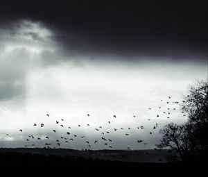 Превью обои птица, облака, дерево, чб, темный