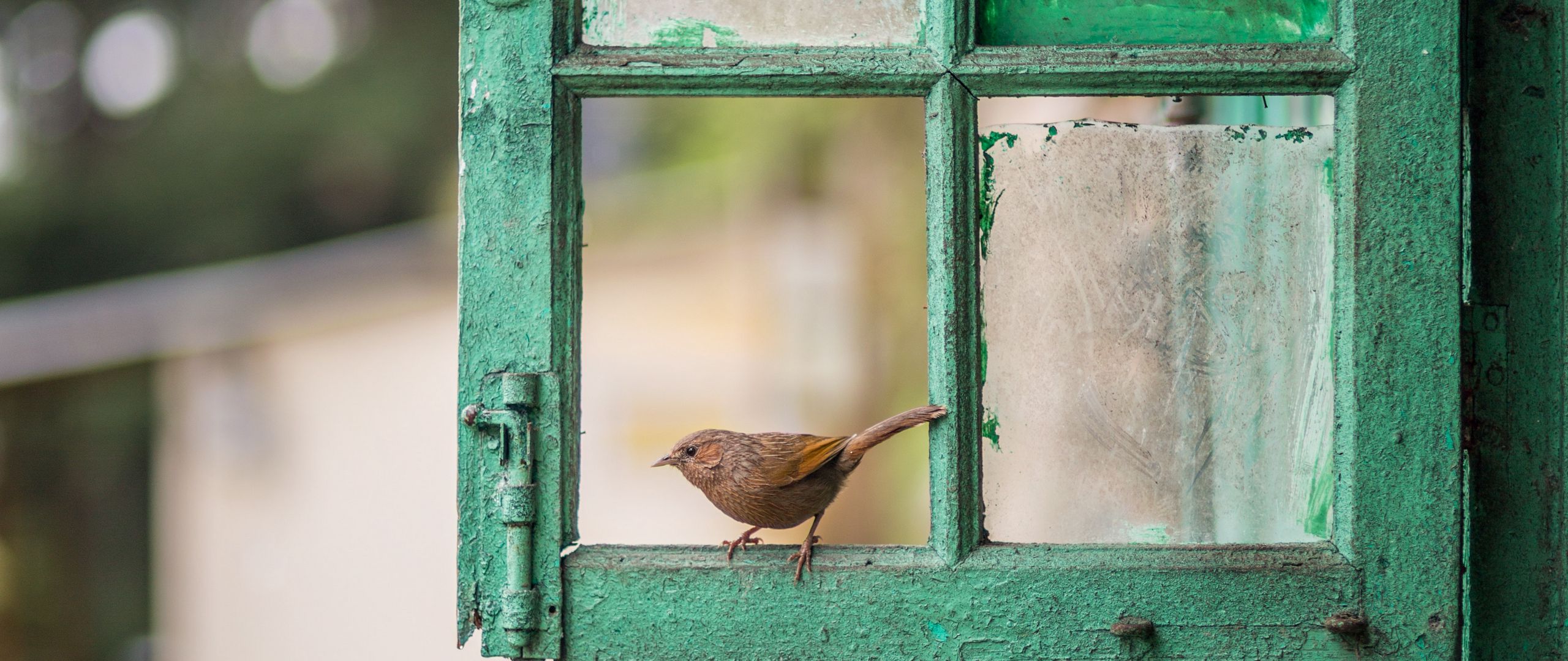 Птицы ударились в окно дома. Птицы на окна. Птицы за окном. Птички под окном. Маленькая птичка за окном.
