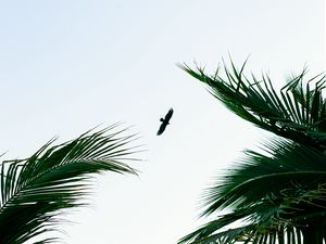 Превью обои птица, пальмы, ветки, небо, полет