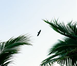 Превью обои птица, пальмы, ветки, небо, полет