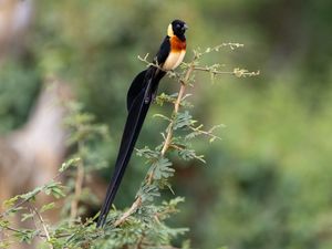 Превью обои птица, перья, хвост, ветка, природа, лес