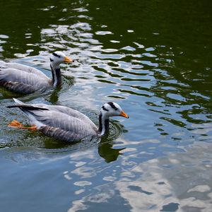 Превью обои птица, перья, плавать, утка, пара