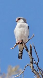 Превью обои птица, перья, ветка, дерево, небо