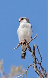 Превью обои птица, перья, ветка, дерево, небо