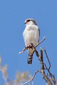 Превью обои птица, перья, ветка, дерево, небо