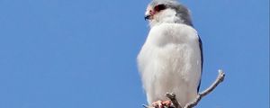 Превью обои птица, перья, ветка, дерево, небо