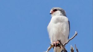 Превью обои птица, перья, ветка, дерево, небо