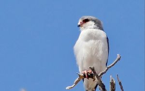 Превью обои птица, перья, ветка, дерево, небо