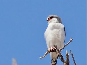 Превью обои птица, перья, ветка, дерево, небо