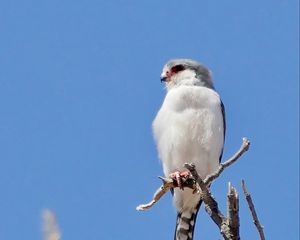 Превью обои птица, перья, ветка, дерево, небо