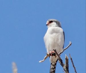 Превью обои птица, перья, ветка, дерево, небо