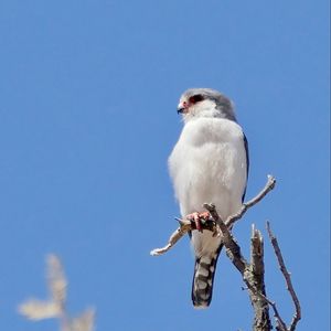 Превью обои птица, перья, ветка, дерево, небо
