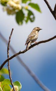 Превью обои птица, перья, ветка, клюв, листья