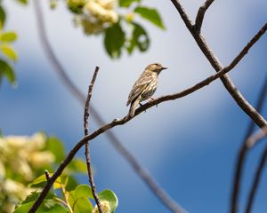 Превью обои птица, перья, ветка, клюв, листья