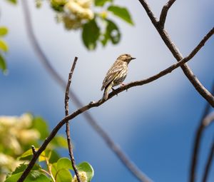 Превью обои птица, перья, ветка, клюв, листья