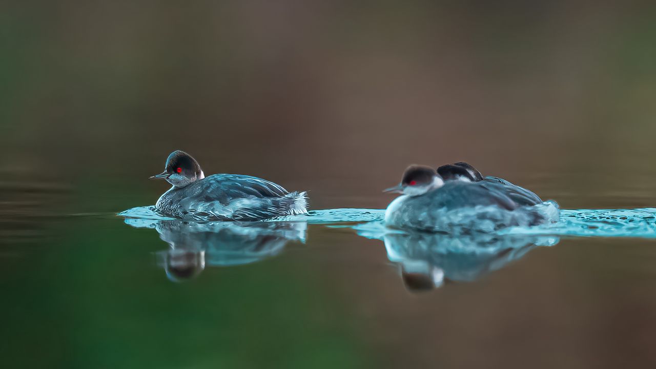 Обои птица, перья, вода, озеро