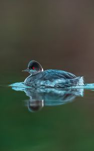 Превью обои птица, перья, вода, озеро