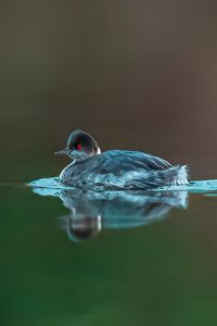 Превью обои птица, перья, вода, озеро