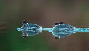 Превью обои птица, перья, вода, озеро