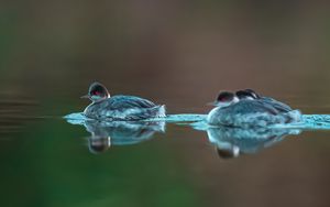 Превью обои птица, перья, вода, озеро