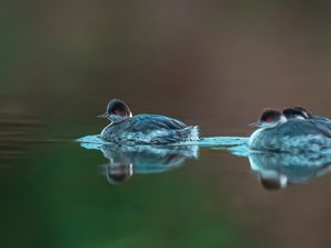 Превью обои птица, перья, вода, озеро