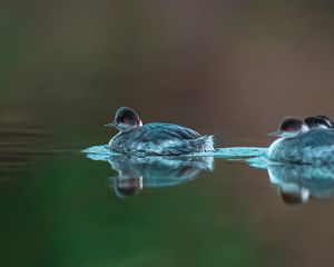 Превью обои птица, перья, вода, озеро